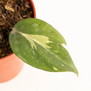 Philodendron White Knight - Aroidasia