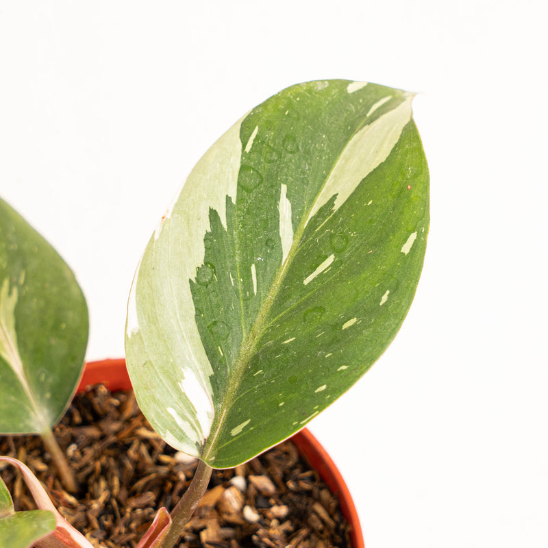 Philodendron White Knight - Aroidasia