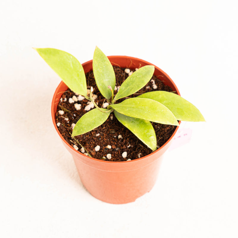 Hoya Sigillatissppaitanensis