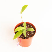 Hoya Sigillatissppaitanensis