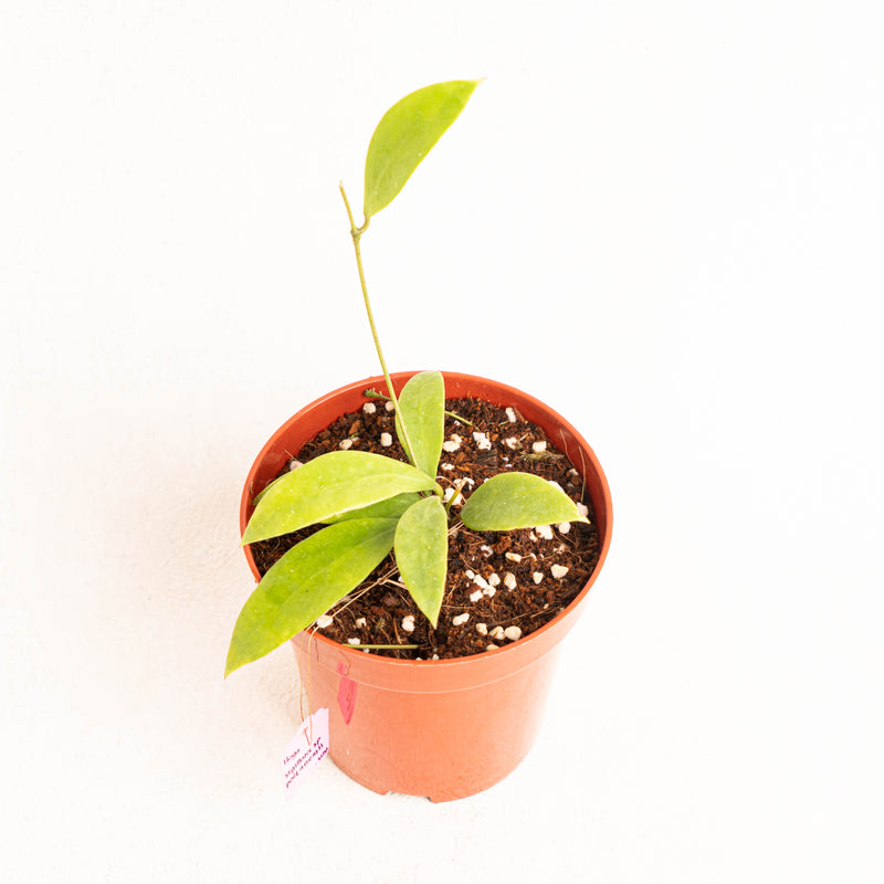 Hoya Sigillatissppaitanensis