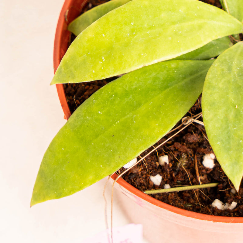 Hoya Sigillatissppaitanensis