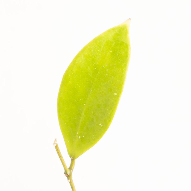 Hoya Sigillatissppaitanensis