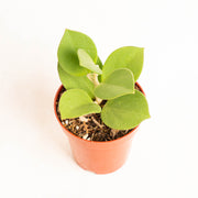 Hoya subquintuplinervis