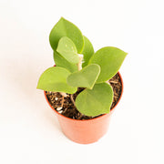 Hoya subquintuplinervis