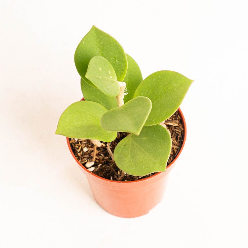 Hoya subquintuplinervis