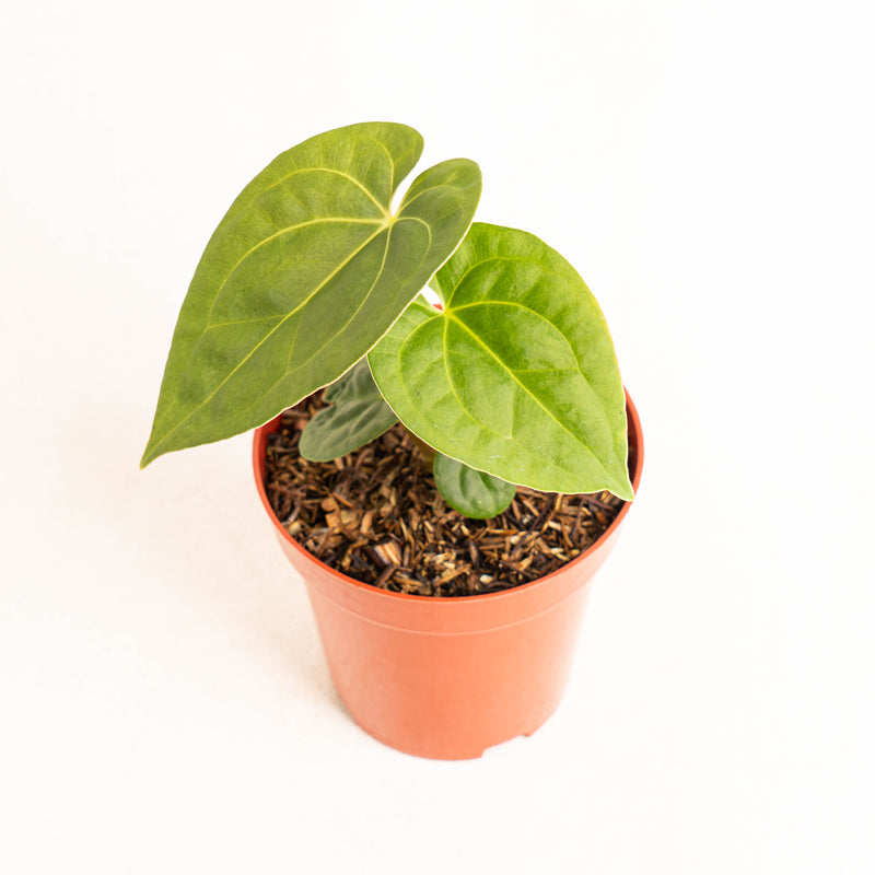 Anthurium luxurians Indonesian type x Magnificum