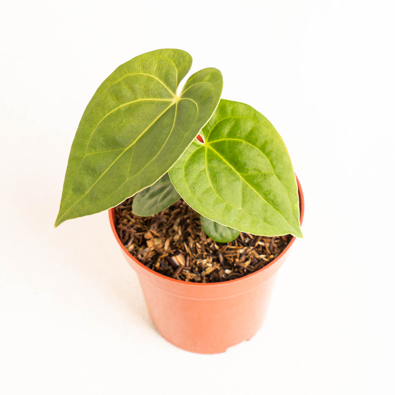 Anthurium luxurians Indonesian type x Magnificum