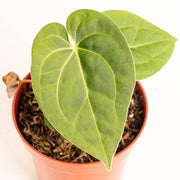 Anthurium luxurians Indonesian type x Magnificum