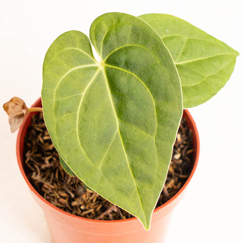 Anthurium luxurians Indonesian type x Magnificum