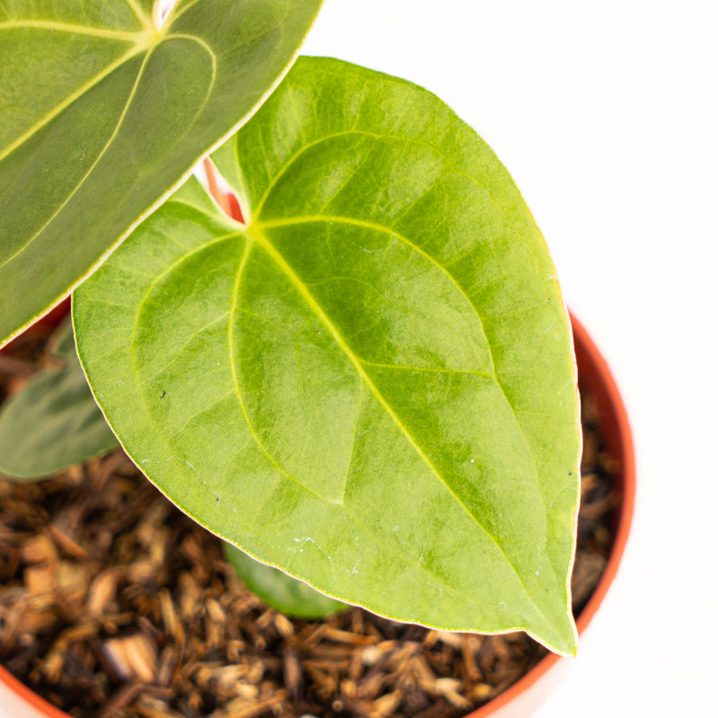 Anthurium luxurians Indonesian type x Magnificum