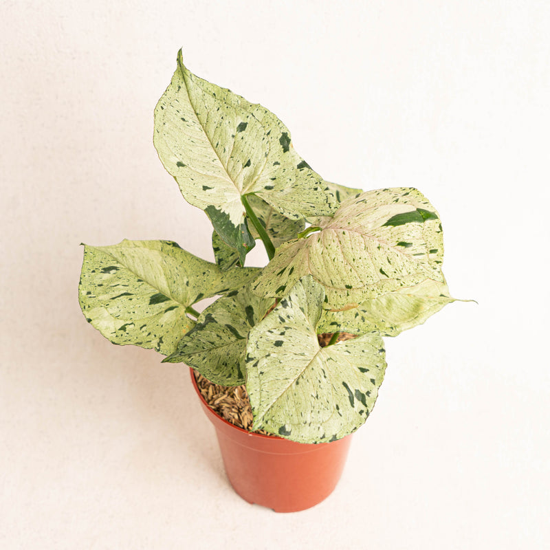 Syngonium Green Splash Big Size - Aroid Asia 