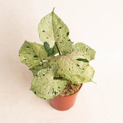 Syngonium green splash