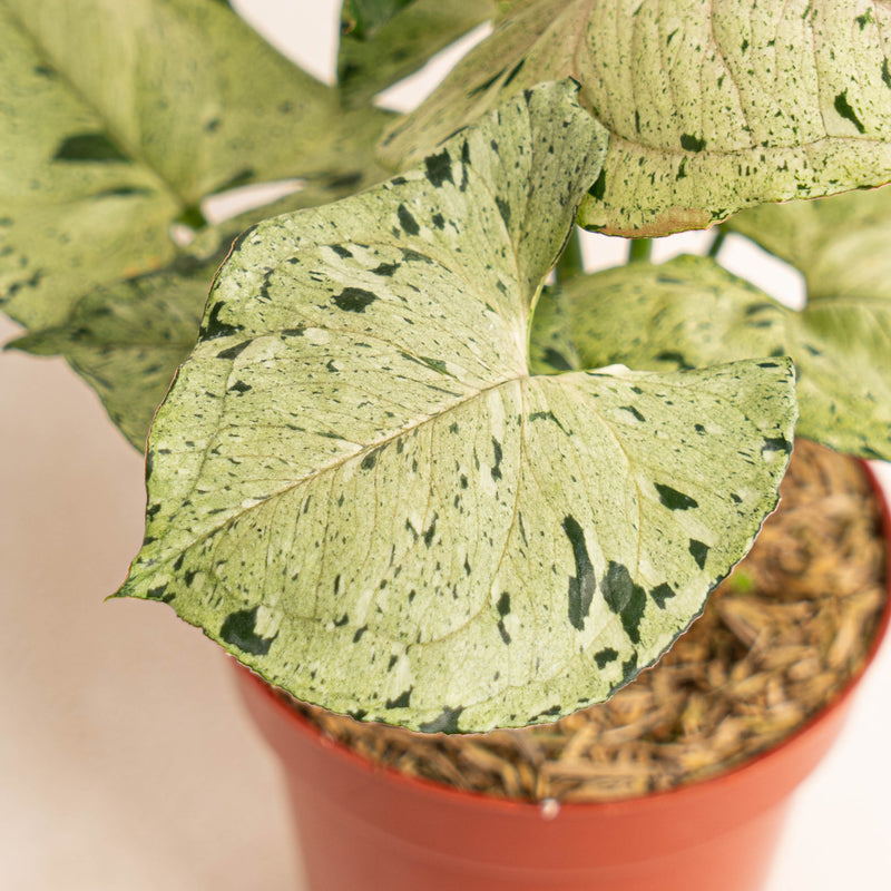 Syngonium green splash