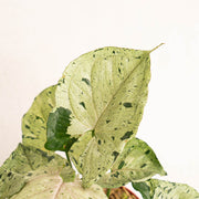 Syngonium green splash