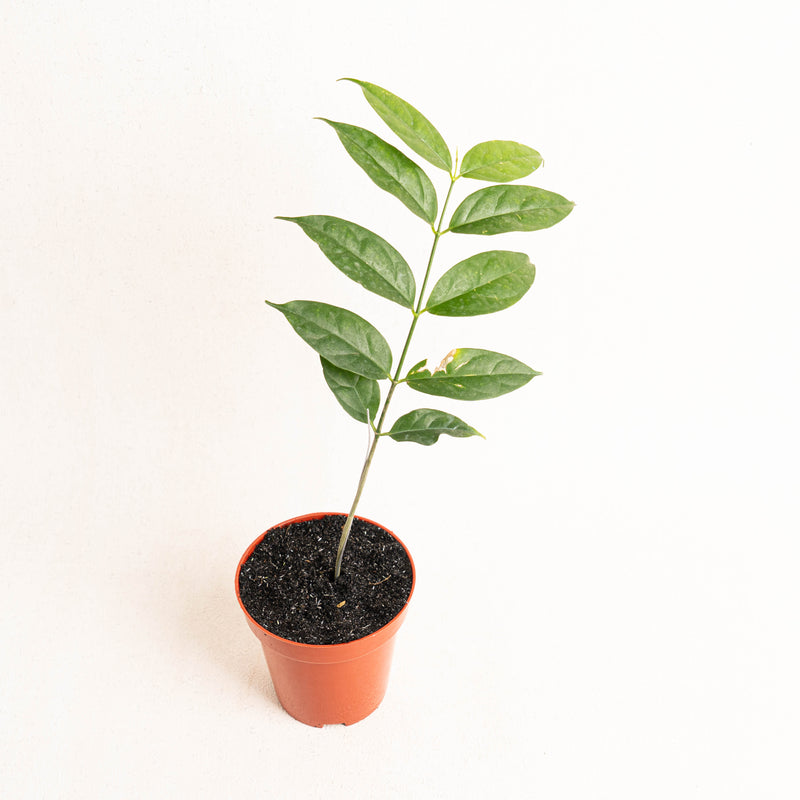Hoya Danumensis SP Borneo