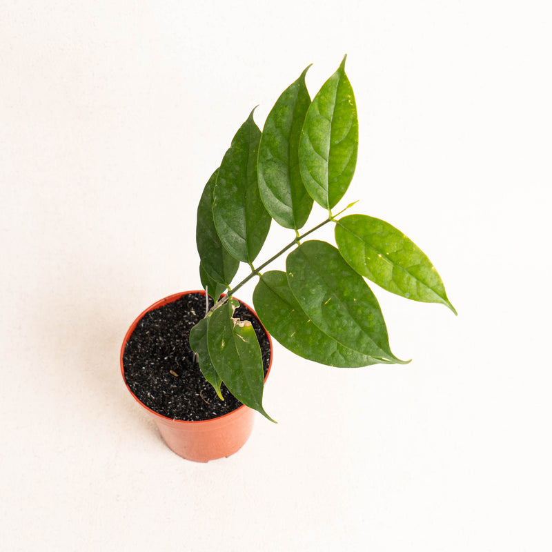 Hoya Danumensis SP Borneo