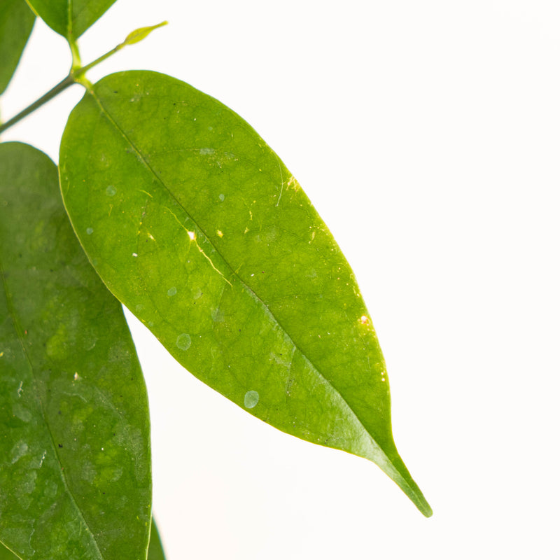 Hoya Danumensis SP Borneo