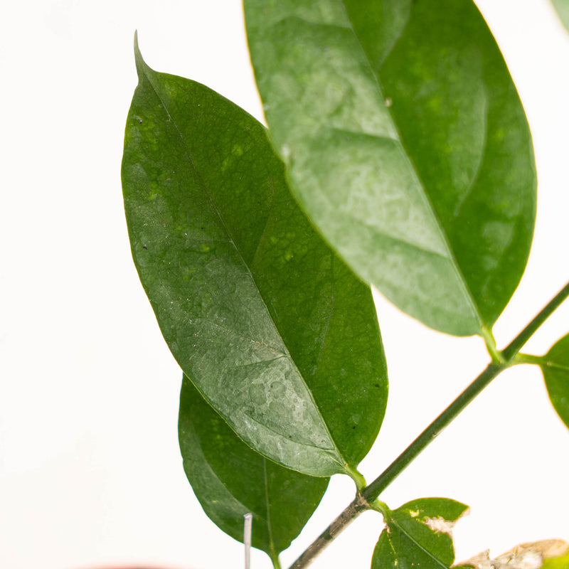 Hoya Danumensis SP Borneo