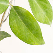 Hoya Globulifera - Aroidasia
