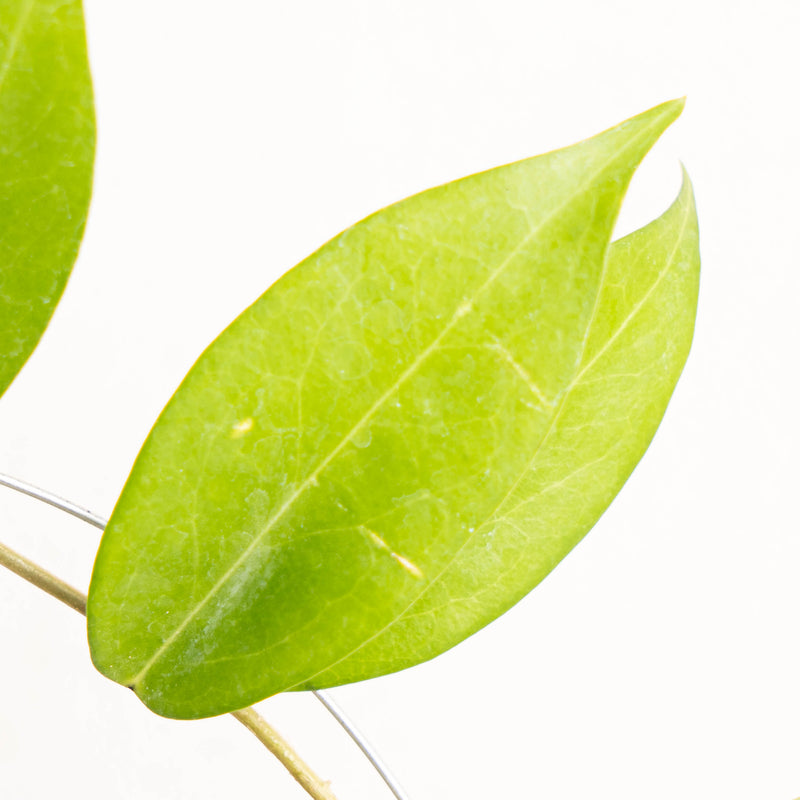 Hoya Globulifera - Aroidasia