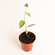 Hoya Ma 07 - Aroidasia