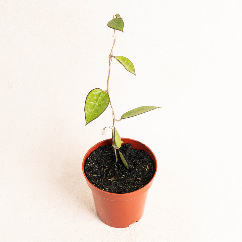 Hoya Ma 07 - Aroidasia