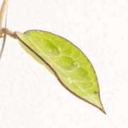Hoya Ma 07 - Aroidasia