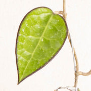 Hoya Ma 07 - Aroidasia