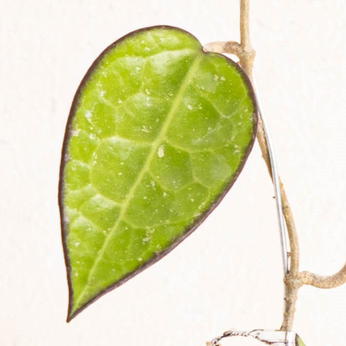 Hoya Ma 07 - Aroidasia