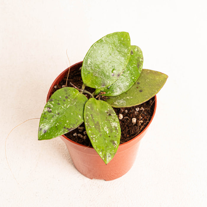 Hoya benchaii - Aroidasia