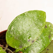 Hoya benchaii - Aroidasia