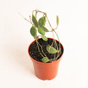Hoya Brevialata - Aroidasia