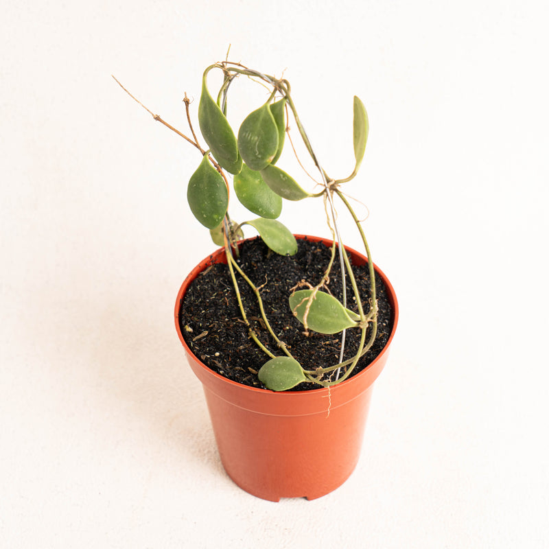 Hoya Brevialata - Aroidasia