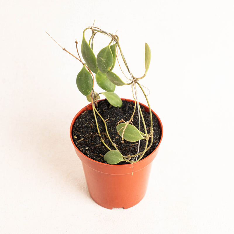 Hoya Brevialata - Aroidasia