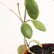 Hoya Brevialata - Aroidasia