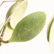 Hoya Brevialata - Aroidasia