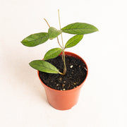Hoya Crassipetiolata