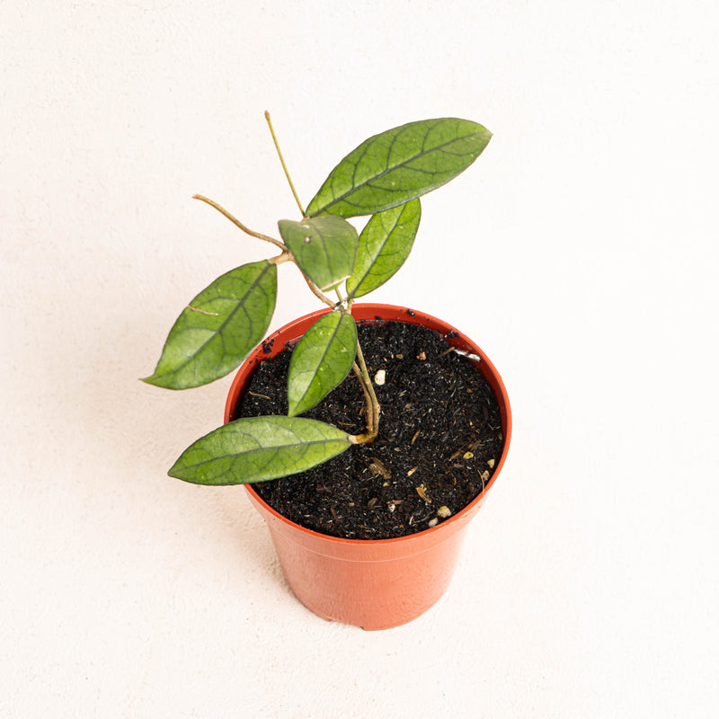 Hoya Crassipetiolata