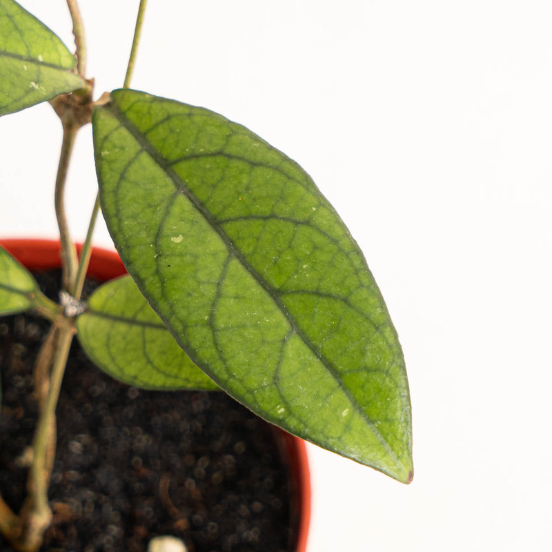 Hoya Crassipetiolata
