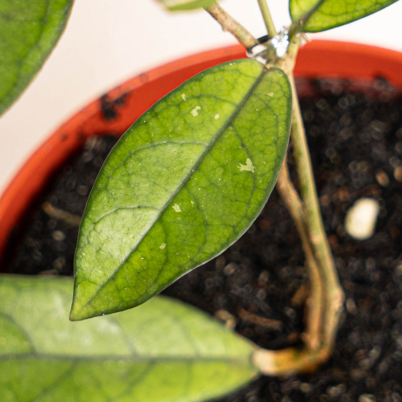 Hoya Crassipetiolata