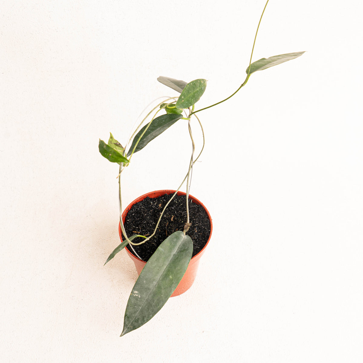 Hoya Archboldiana — Aroidasia