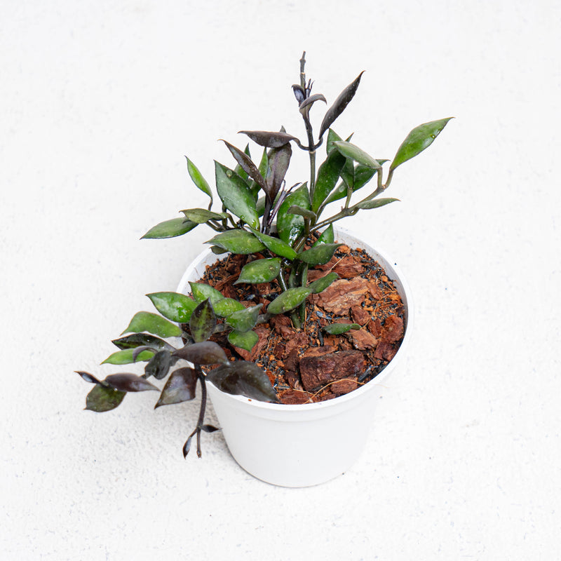 Hoya Lacunosa Black Small Leaf