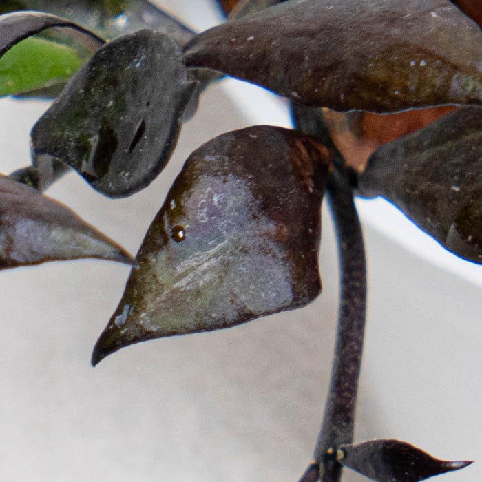Hoya Lacunosa Black Small Leaf