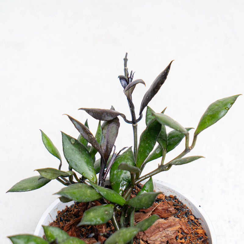 Hoya Lacunosa Black Small Leaf