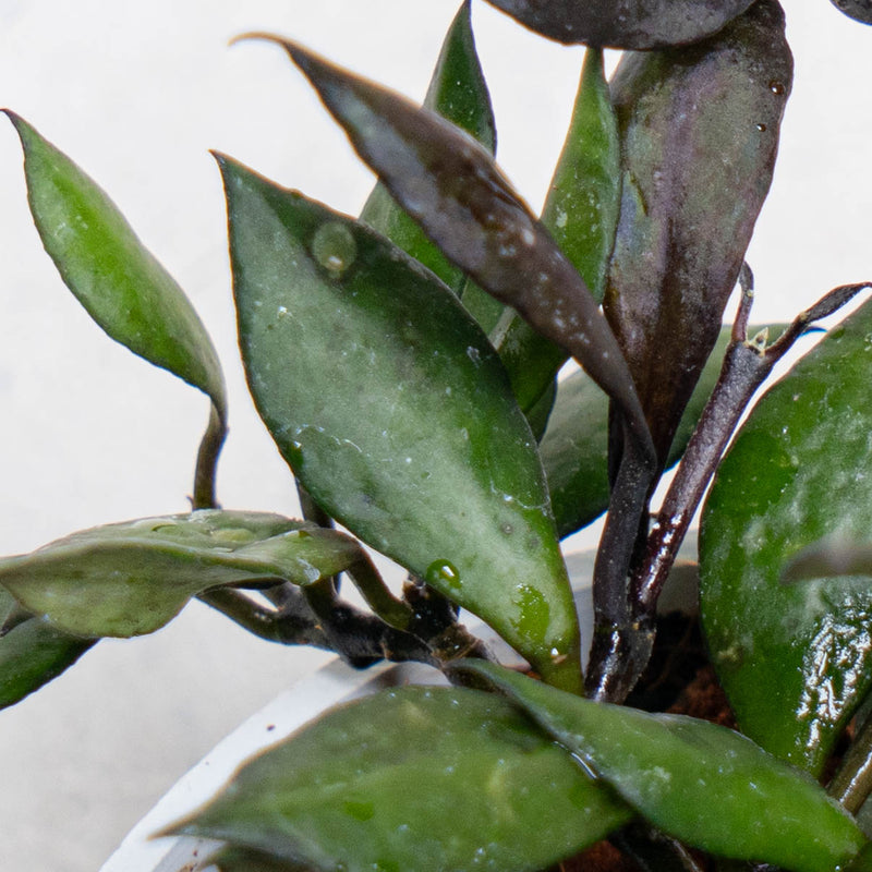 Hoya Lacunosa Black Small Leaf