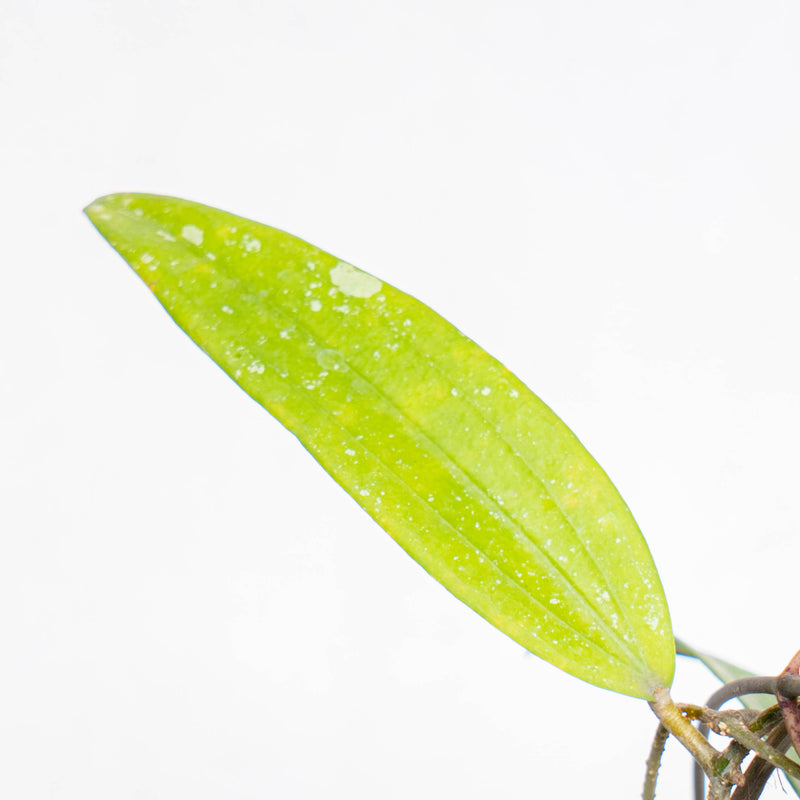 Hoya SP Rindu Rafflesia