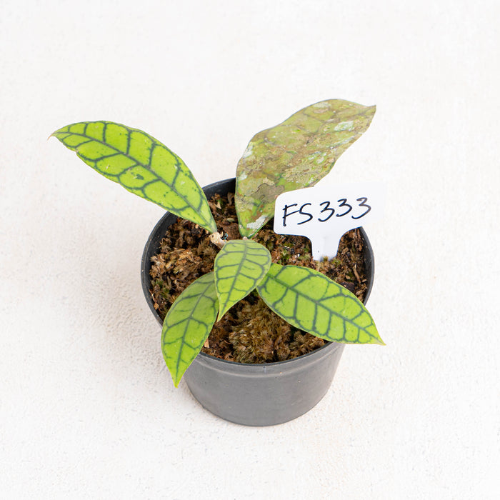 FS333 Hoya Callistophylla