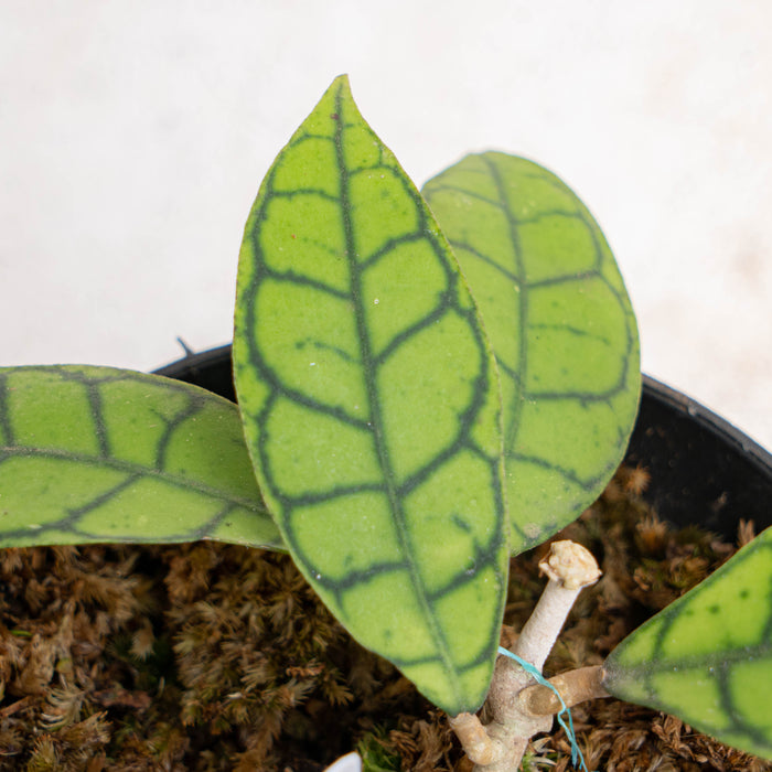 FS333 Hoya Callistophylla