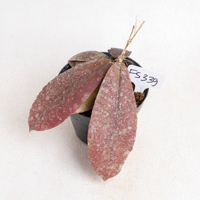 FS339 Hoya Undulata Red
